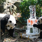 Panda-Baby feiert seinen ersten Geburtstag