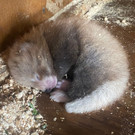 Kleiner Panda in England geboren