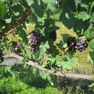 IMG_6109.JPG