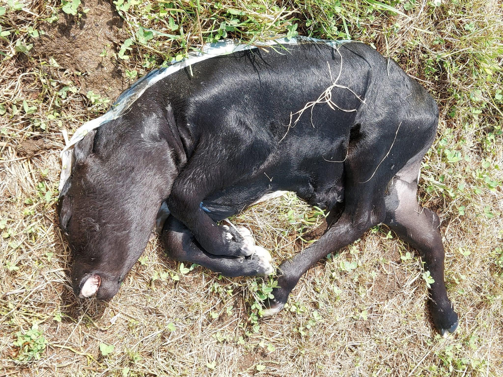 kalb3.jpg