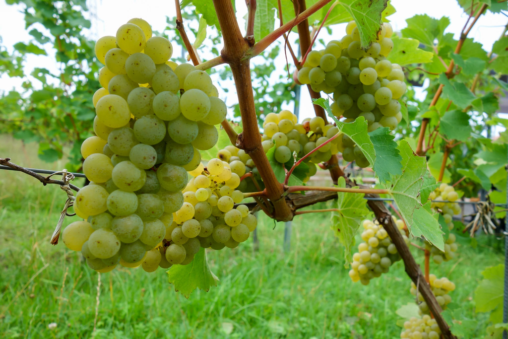 20220828_1_ Lochauer Weinfest-6.jpg