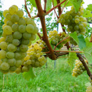 20220828_1_ Lochauer Weinfest-6.jpg