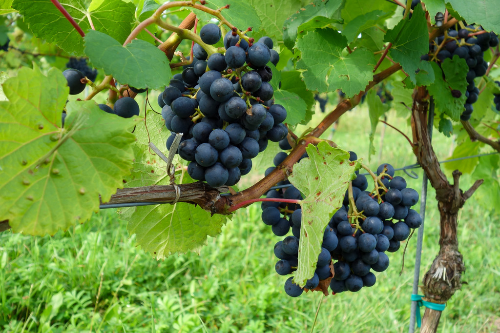 20220828_1_ Lochauer Weinfest-7.jpg