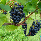 20220828_1_ Lochauer Weinfest-7.jpg