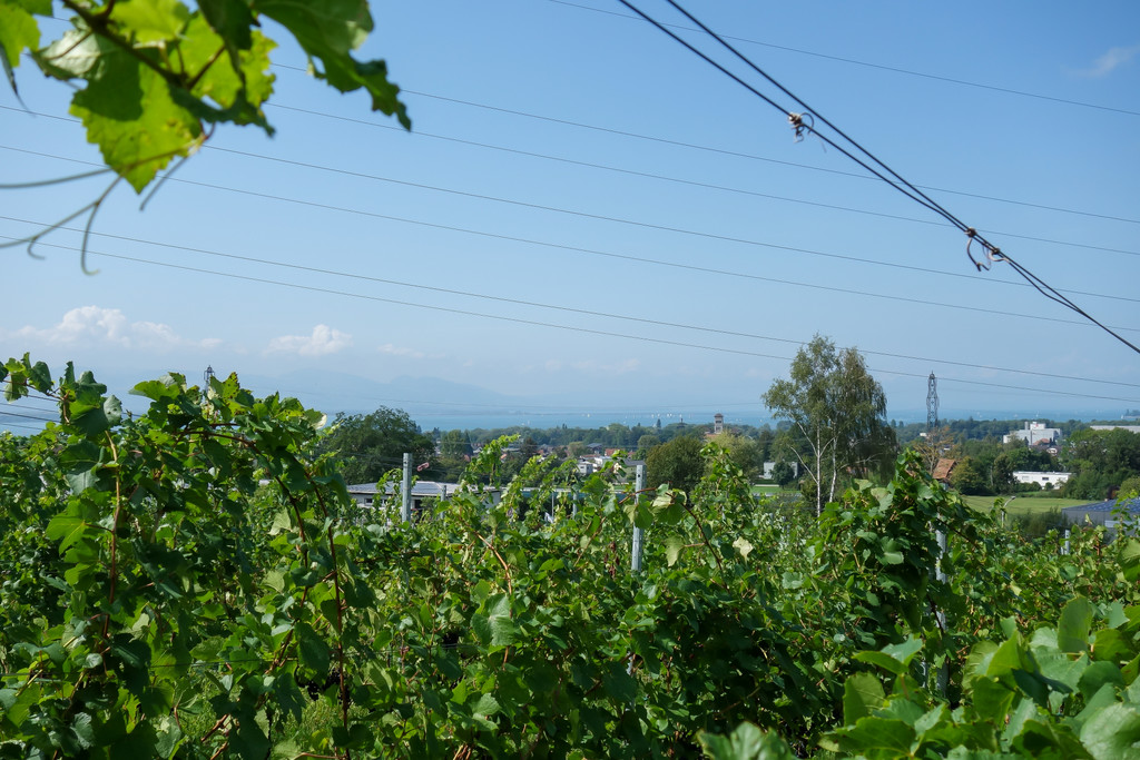 20220828_1_ Lochauer Weinfest-23.jpg