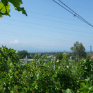 20220828_1_ Lochauer Weinfest-23.jpg