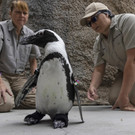 Kranker Pinguin im Zoo von San Diego erhält orthopädische Schuhe