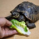 Zweiköpfige Schildkröte "Janus" feiert in Genf 25. Geburtstag