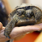 Switzerland_Turtle_67570.jpg