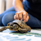 2022-09-02T160032Z_62644603_RC2W8W9KE4JH_RTRMADP_3_TORTOISE-BIRTHDAY.JPG