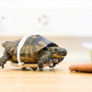 2022-09-02T155832Z_208555390_RC2X8W9UUDQA_RTRMADP_3_TORTOISE-BIRTHDAY.JPG