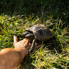 2022-09-02T155631Z_615412789_RC2W8W9QKAON_RTRMADP_3_TORTOISE-BIRTHDAY.JPG
