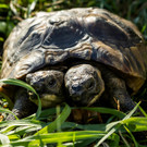 2022-09-02T155607Z_363078726_RC2W8W9S5NKD_RTRMADP_3_TORTOISE-BIRTHDAY.JPG