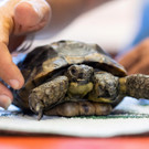 2022-09-02T154819Z_1791676929_RC2X8W9LOQ8Q_RTRMADP_3_TORTOISE-BIRTHDAY.JPG