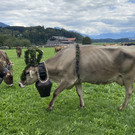 IMG_7719.jpeg