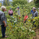 Beerenschnittkurs in Göfis