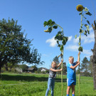 Größte Sonnenblume in Lustenau prämiert