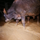 2022-09_Rinder in Guelle-See_1.JPG
