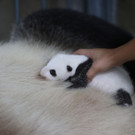 Süßes Panda-Baby in China geboren