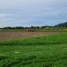 Mit nostalgischen Gerätschaften ist der Lochauer Landwirt Johannes Schlachter mit seiner jungen „Mannschaft“ auf dem kleinen Kar