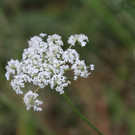 IMG_5725.JPG