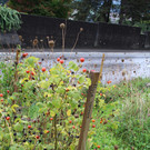 IMG_5736a.jpg