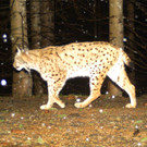 Erstmals Wildkatze in Vorarlberg nachgewiesen