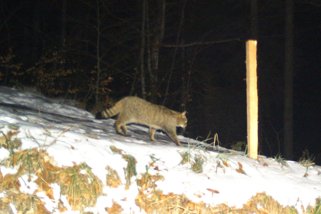 Wildkatze.jpg