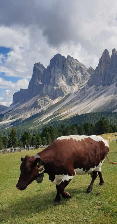 2_4_Villno__ss.jpg