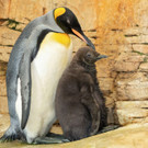fb_k__nigspinguin_07092022_tgs_zupanc_09.jpg