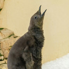 fb_k__nigspinguin_07092022_tgs_zupanc_05_hoch.jpg