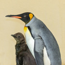 fb_k__nigspinguin_07092022_tgs_zupanc_03_hoch.jpg