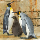 fb_k__nigspinguin_07092022_tgs_zupanc_08.jpg