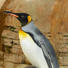 Pinguin-Kücken in Wiener Zoo geschlüpft