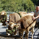 Großes Fest zum Alpabtrieb in Dornbirn