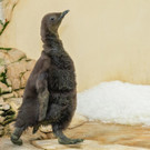 So herzig: Pinguin-Nachwuchs in Schönbrunn