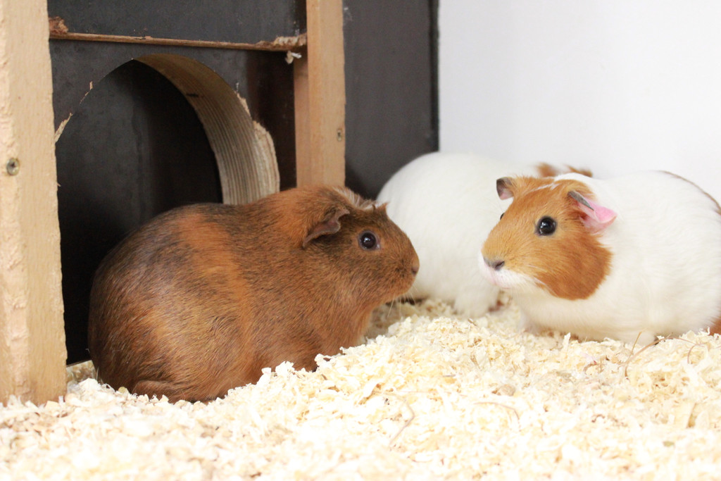 Meerschweinchen01.JPG