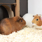 Meerschweinchen01.JPG