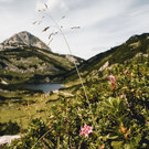 Your Austrian Home Apartments