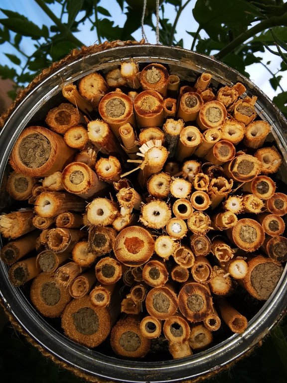 Wildbienen 2.jpg