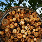 Wildbienen 2.jpg