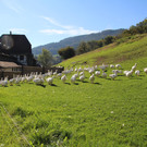 Kürbiswoche am Sunnahof