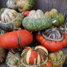IMG_7041a.jpg