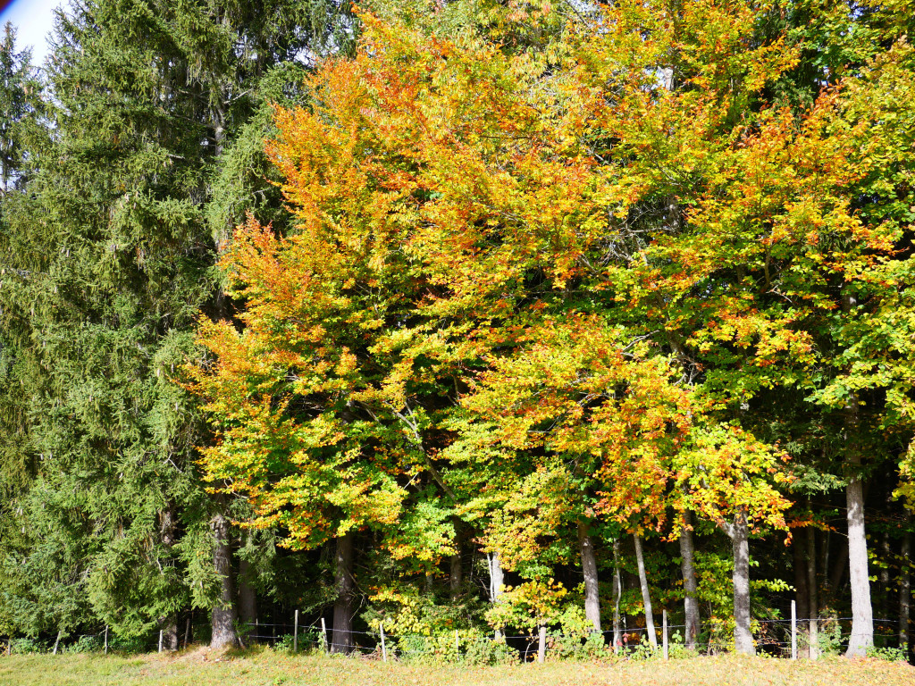 Pfarre 131022_45.JPG