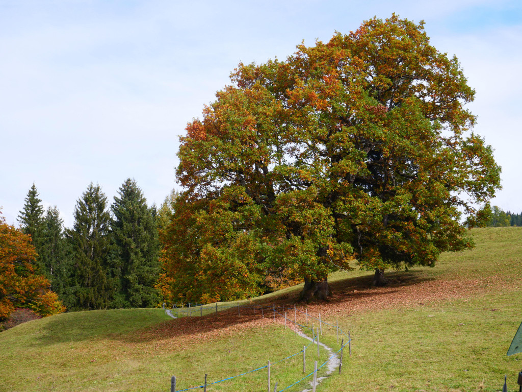 Pfarre 131022_47.JPG