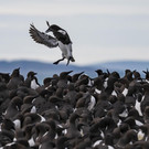 35_ Corinne-Kozok_Tombstoning-Guillemot_00003559 copy.jpg