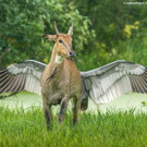 10_ Jagdeep-Rajput_Pegasus-the-flying-horse_00002597 copy.jpg