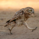 25_ Shuli-Greenstein_Rushing-Little-owl-fledgeling_00002192 copy.jpg