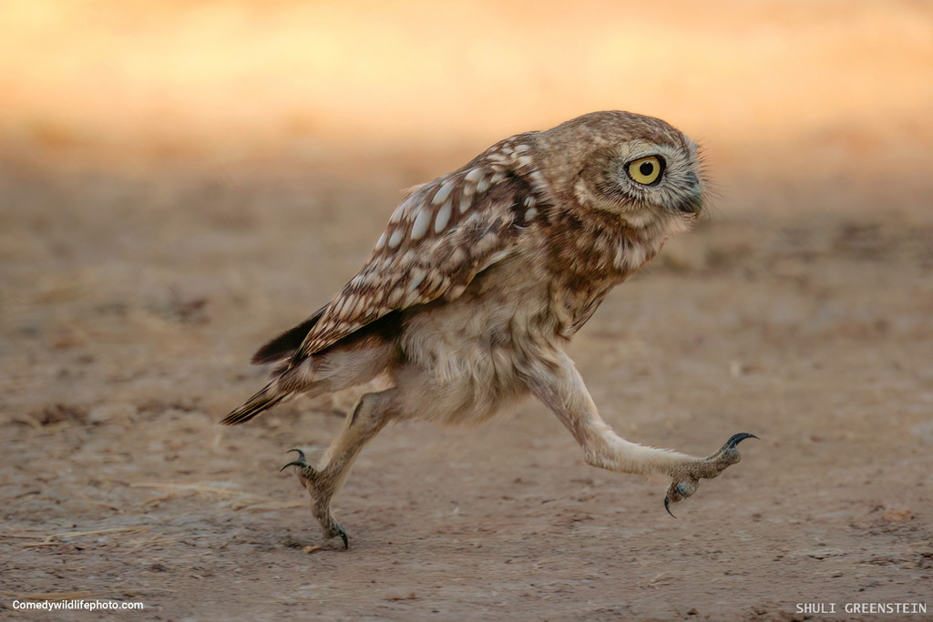 25_ Shuli-Greenstein_Rushing-Little-owl-fledgeling_00002192 copy.jpg