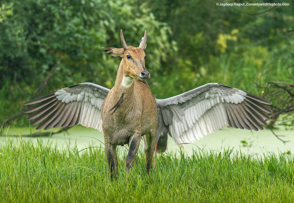 10_ Jagdeep-Rajput_Pegasus-the-flying-horse_00002597 copy.jpg